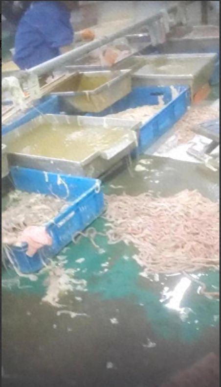 記者揭食品廠臟亂內幕 衛生問題觸目驚心，電話泄露與焊錫絲銷售牽出背后利益鏈